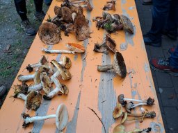 thomas_20251025_161807